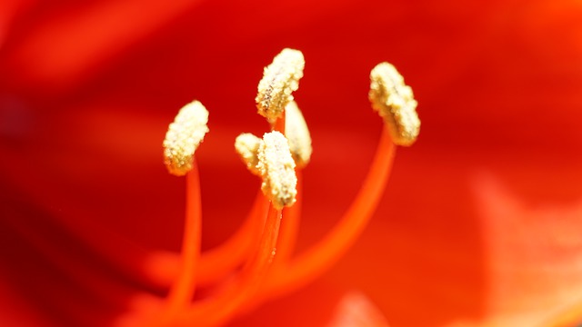 flowers-leaves-4433519-640